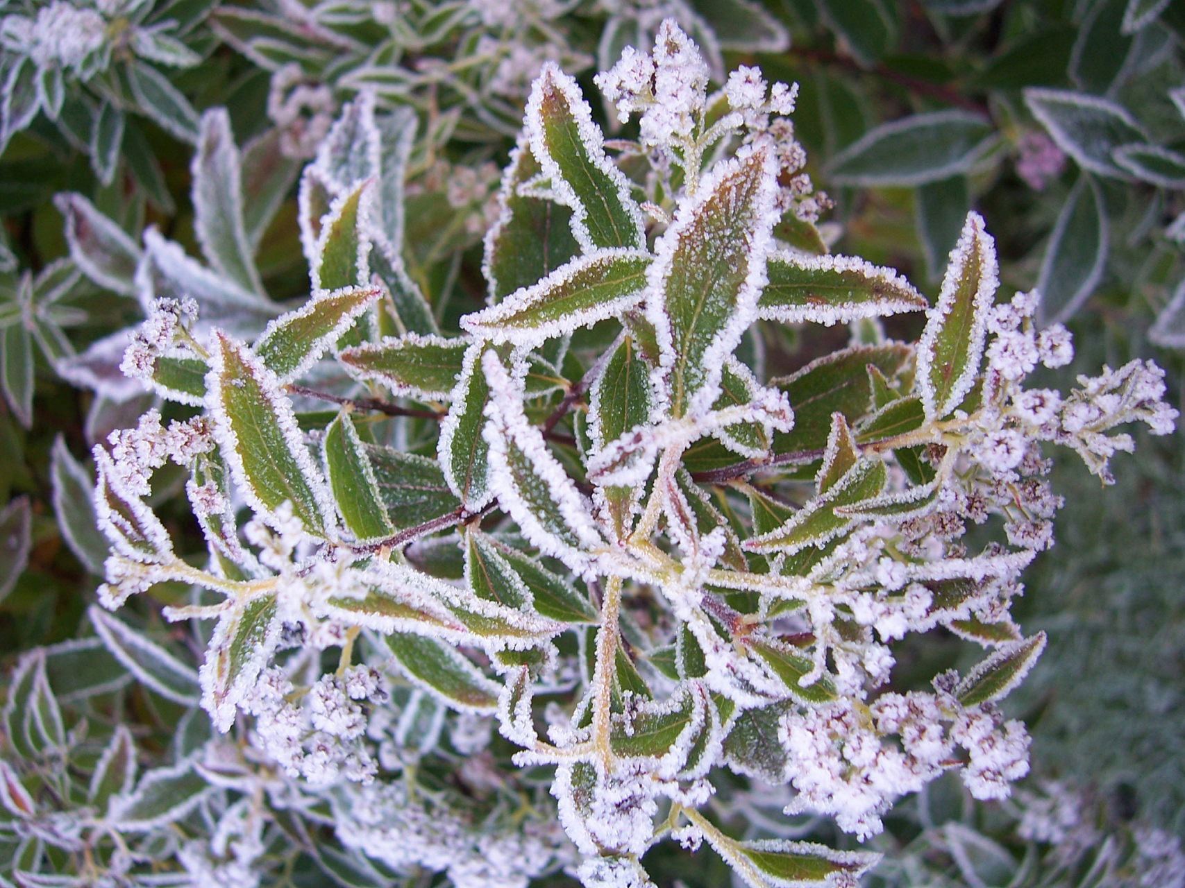 冬天可以存活的植物  在冬季,大部分植物都会进入休眠期,但是仍有一些