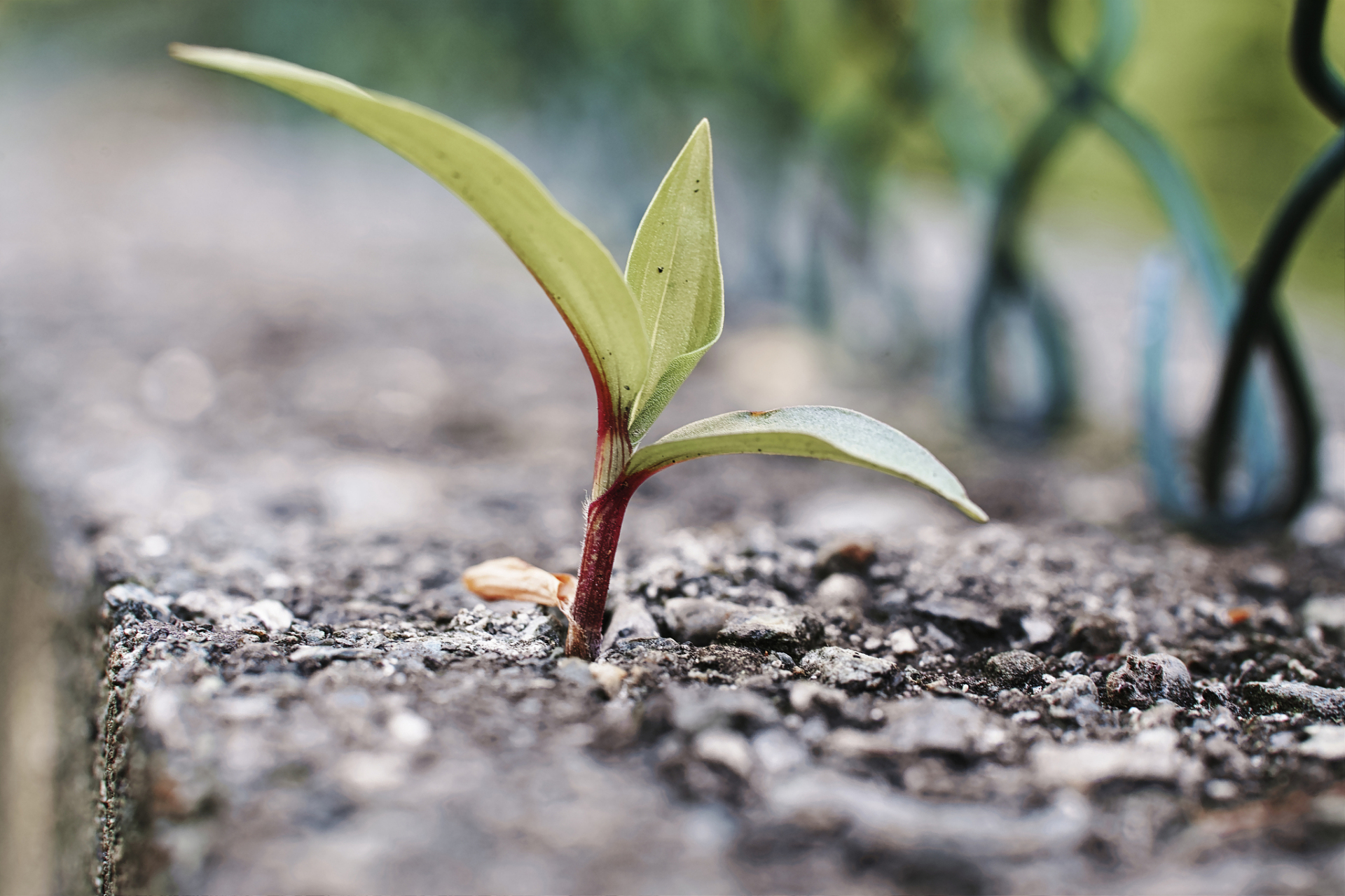 生命来到这个世间不是愿与不愿的选择,那么,活着就要有一个活法.