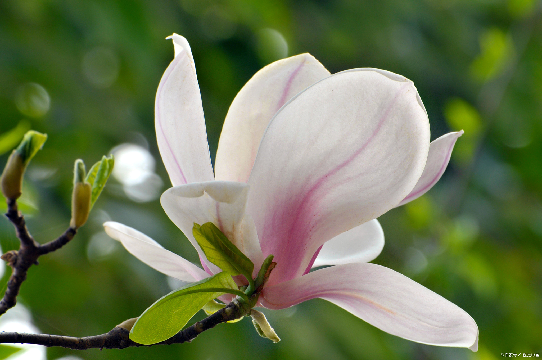 玉兰是一种常见的花卉,它的花语是"优雅,高贵,纯洁".