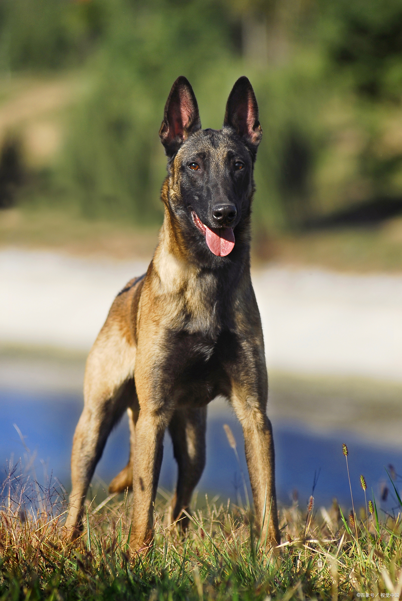 马犬:优点与缺点一览,让你全面了解这个品种!