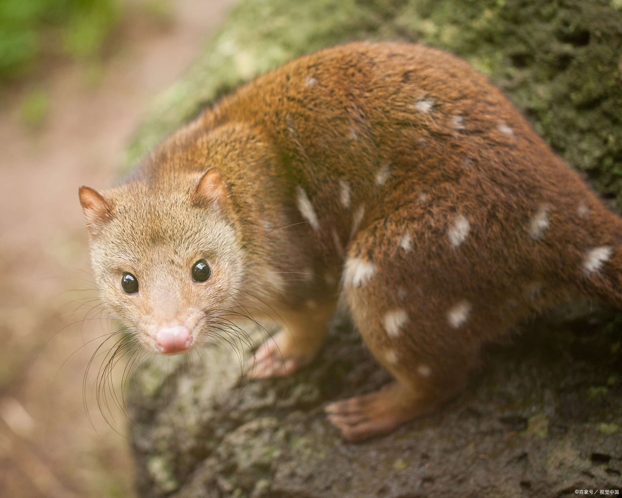 黄鼠狼是什么科 黄鼠狼又叫鼬鼠,它在动物分类学上,属于哺乳纲,食肉目