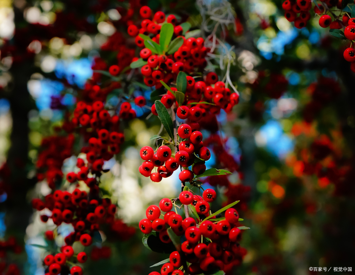 中医认为,山茱萸对肾脏特别好,就像是给肾脏撑起了一把保护伞,特别是