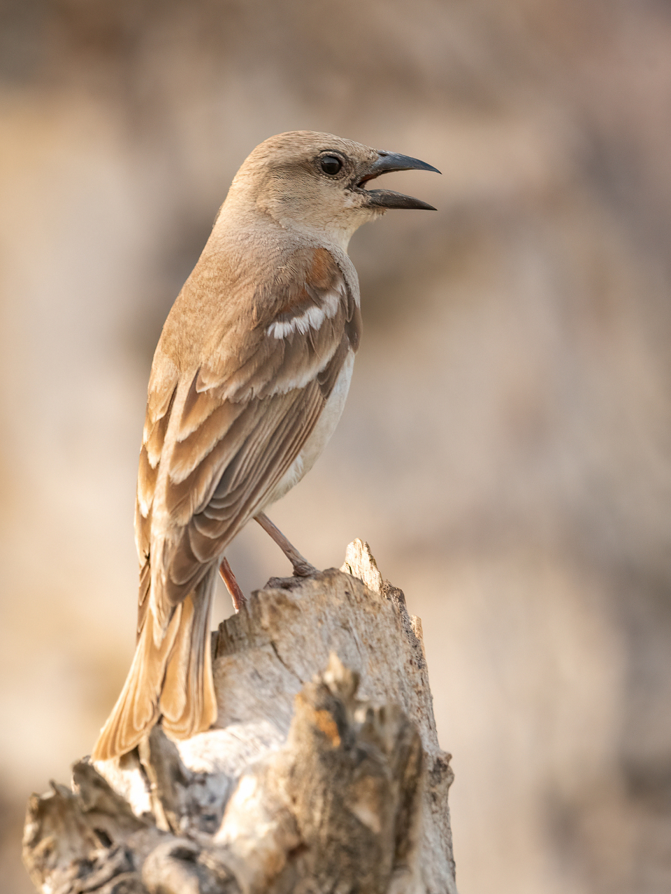 莺科小型鸟以它秀美的身姿.