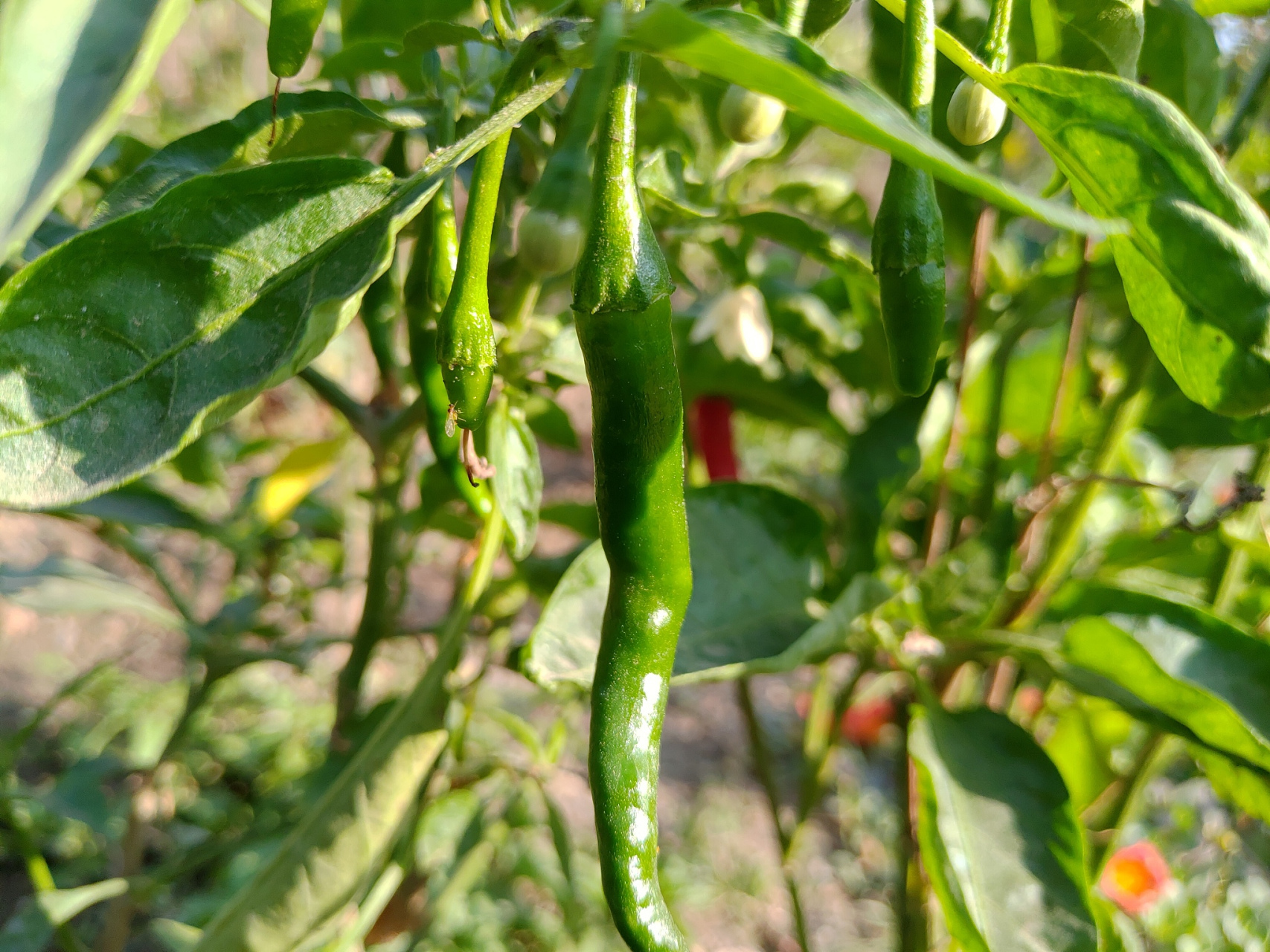 绿朝天椒腌制后口感酸辣可口,富含营养成分,具有抗氧化等作用.