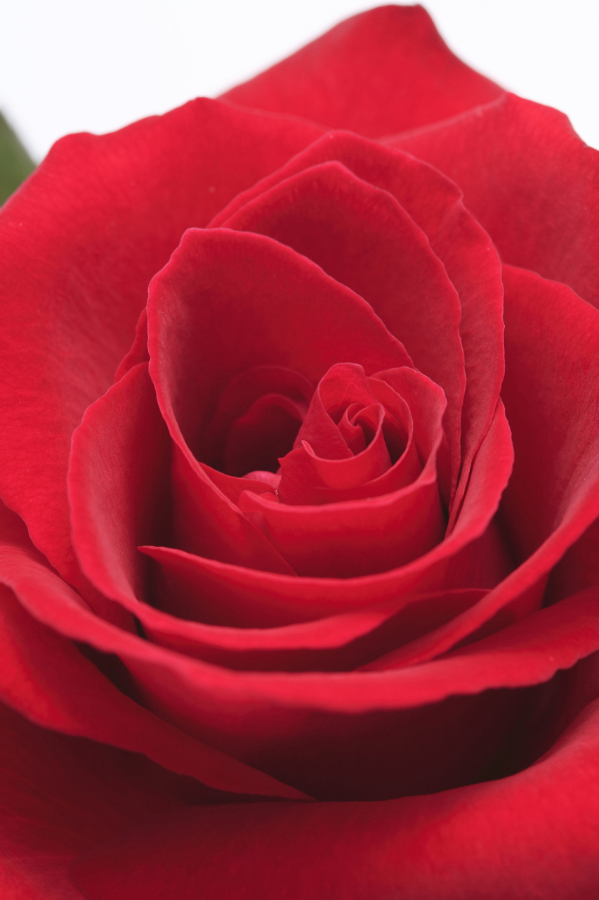 法兰西:属于红玫瑰系列,在国内市场非常受喜爱.