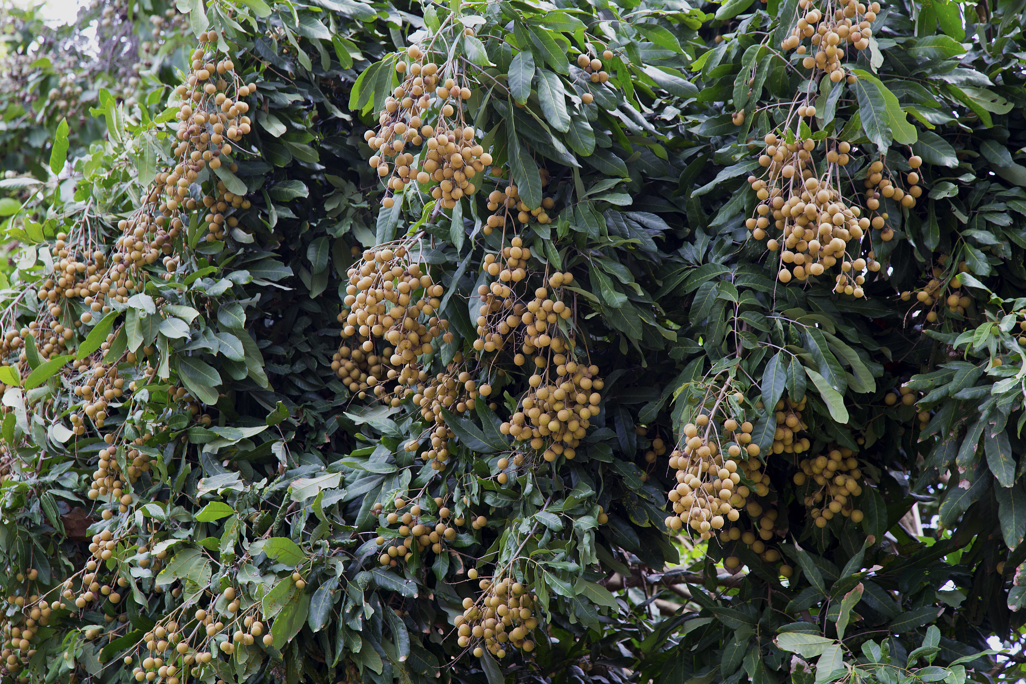 冬天吃桂圆的好处🌿,是一个值得深.@建建卜建的动态