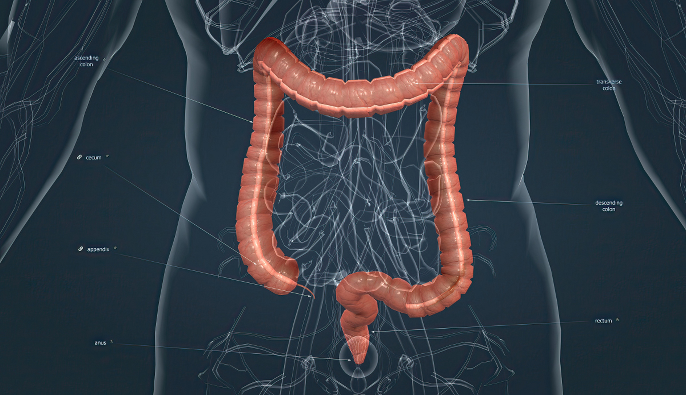 结肠炎位置图图片