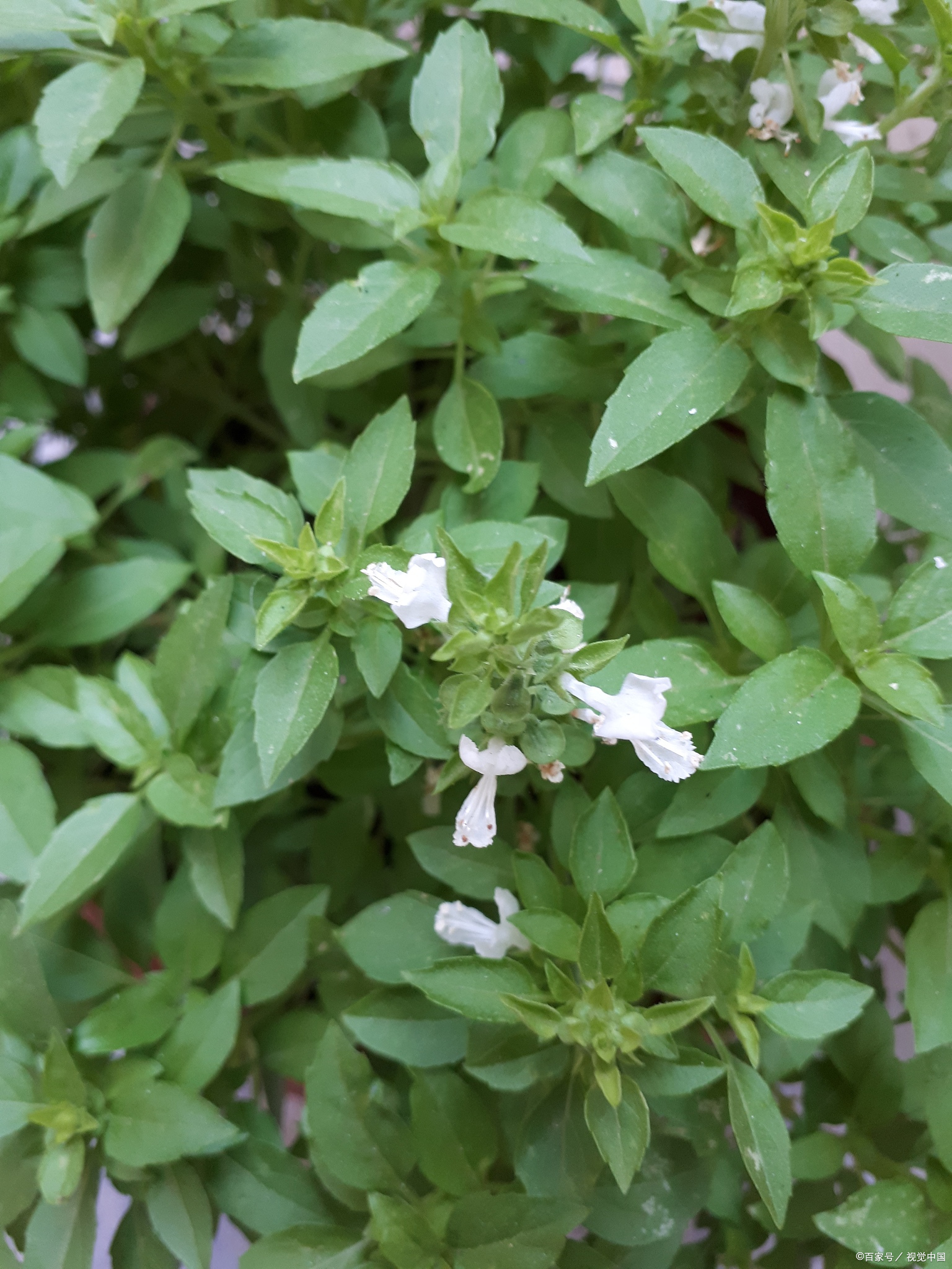 食用千里香花种植图片图片