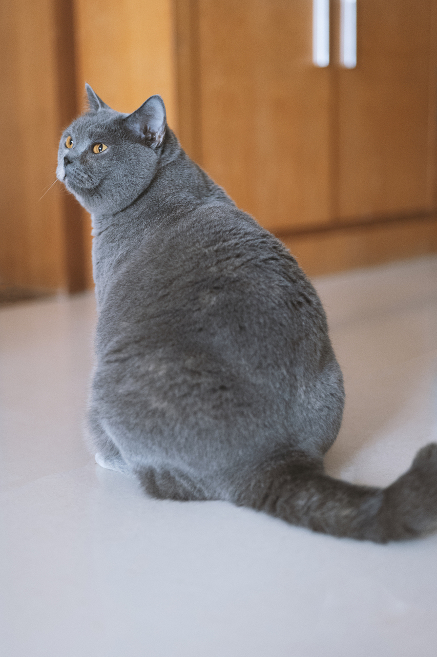 沙特尔猫(chartreux),又称法国蓝猫,是一种起源于法国的古老猫种.
