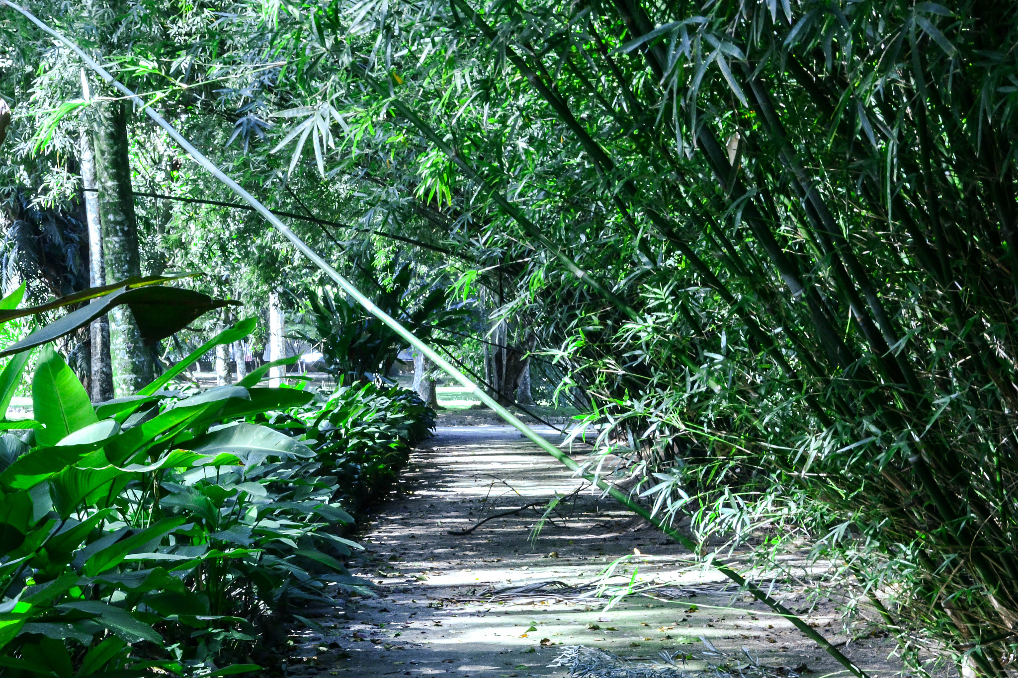 四川宜宾蜀南竹海 避暑与竹林的幽静