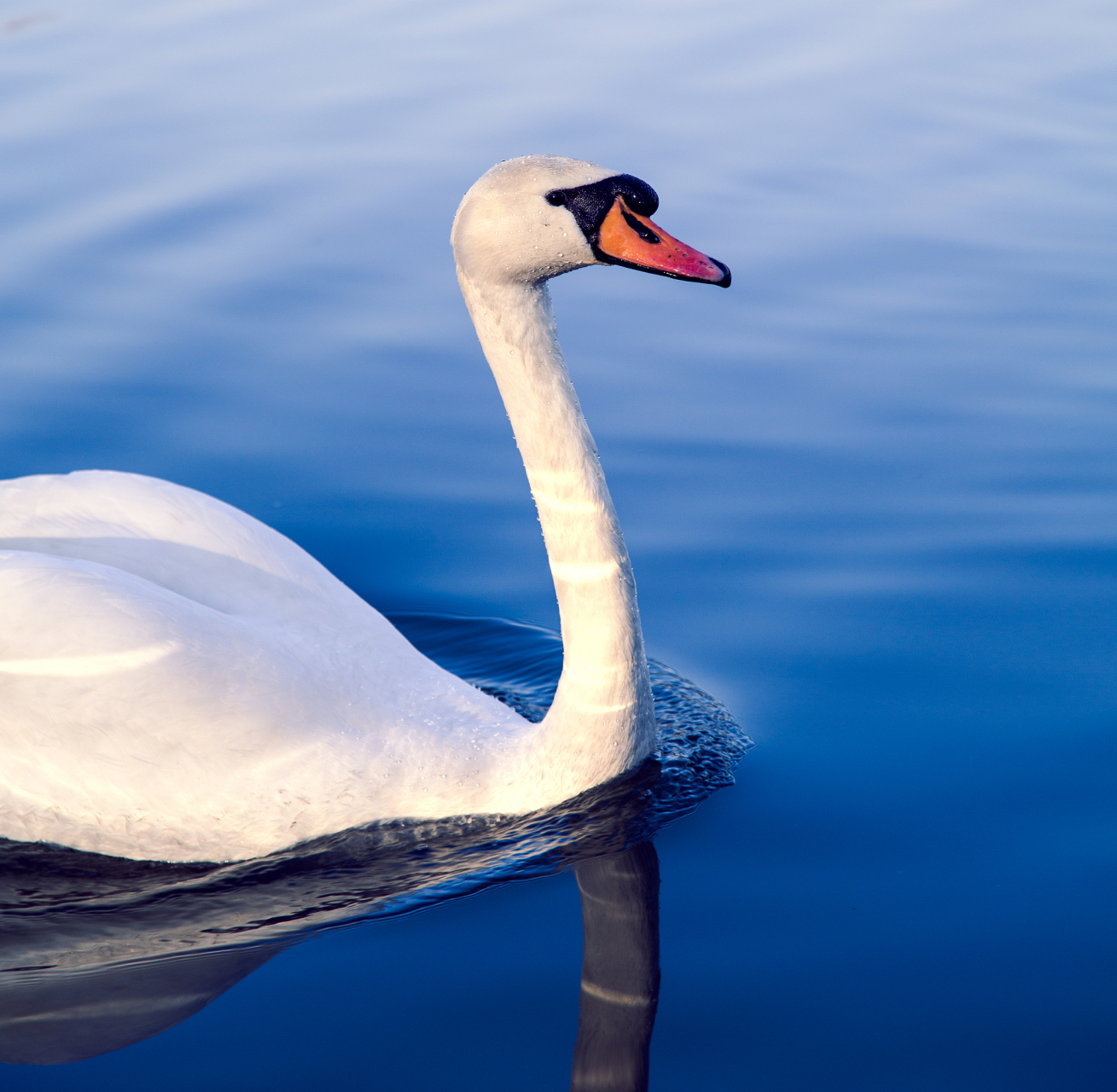 [大哭] in the world of crows, swans are also guilty!