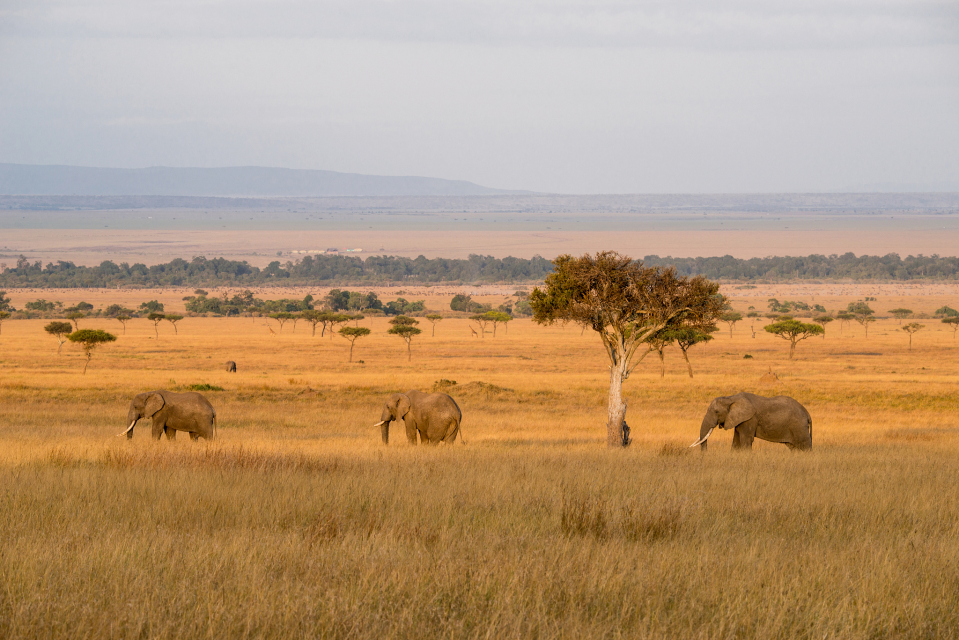 塞伦盖蒂国家公园是坐落在坦桑尼亚的一个著名的野生动物保护区.