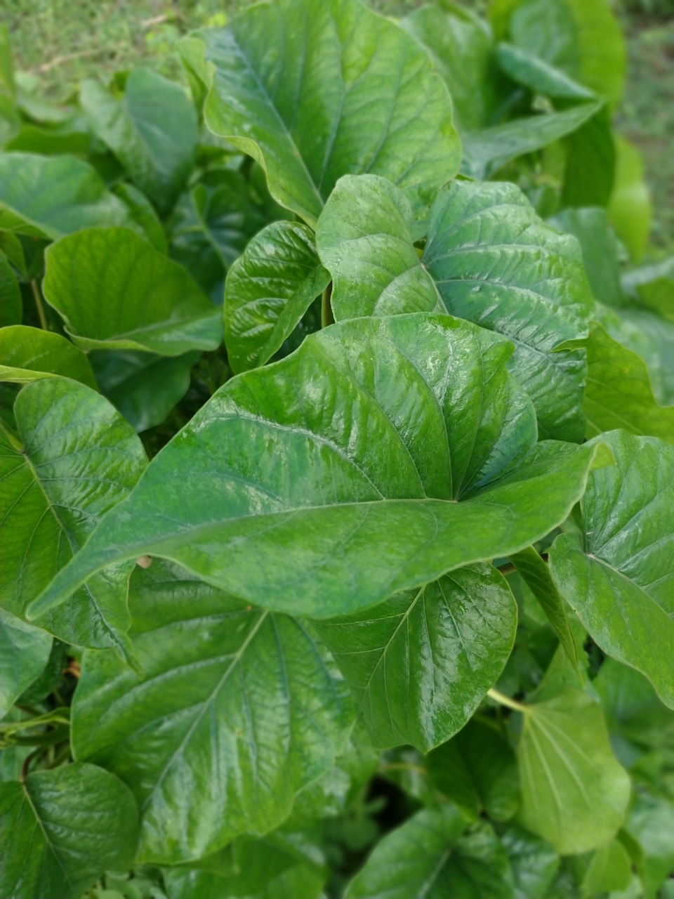 小伙伴们,我要给你们安利一款我最近狂爱的蔬菜——绿苋菜!