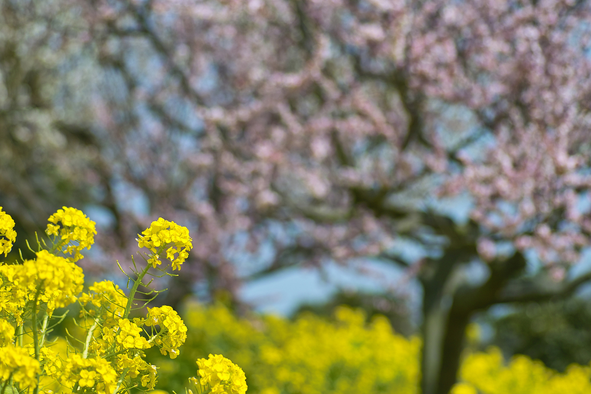 镜头里的春天# 春日里,阳光和煦,春风拂面,正是出游的好时节.