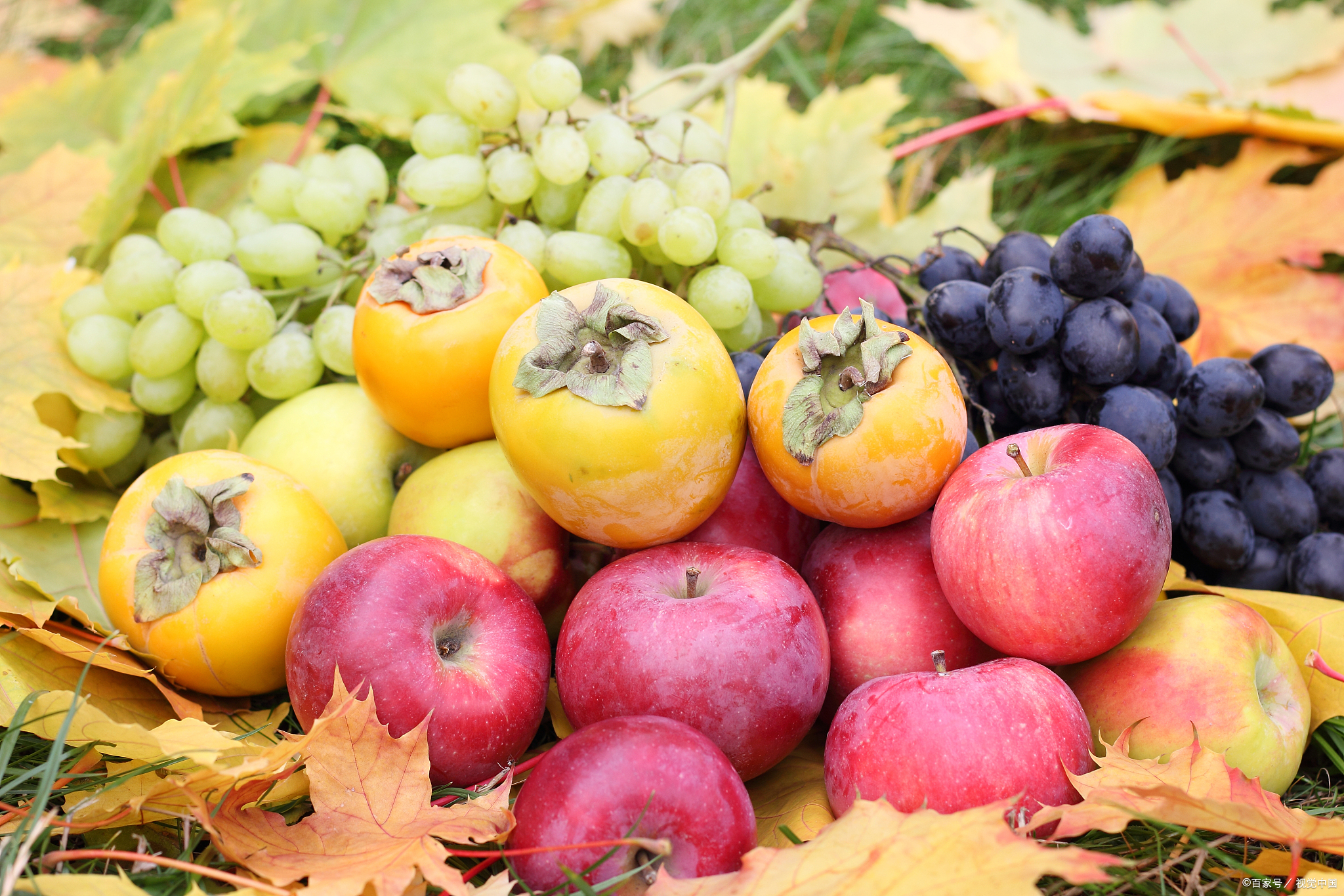这个季节里,不仅有金黄的落叶和温暖的毛衣,还有各种美味的新鲜水果.