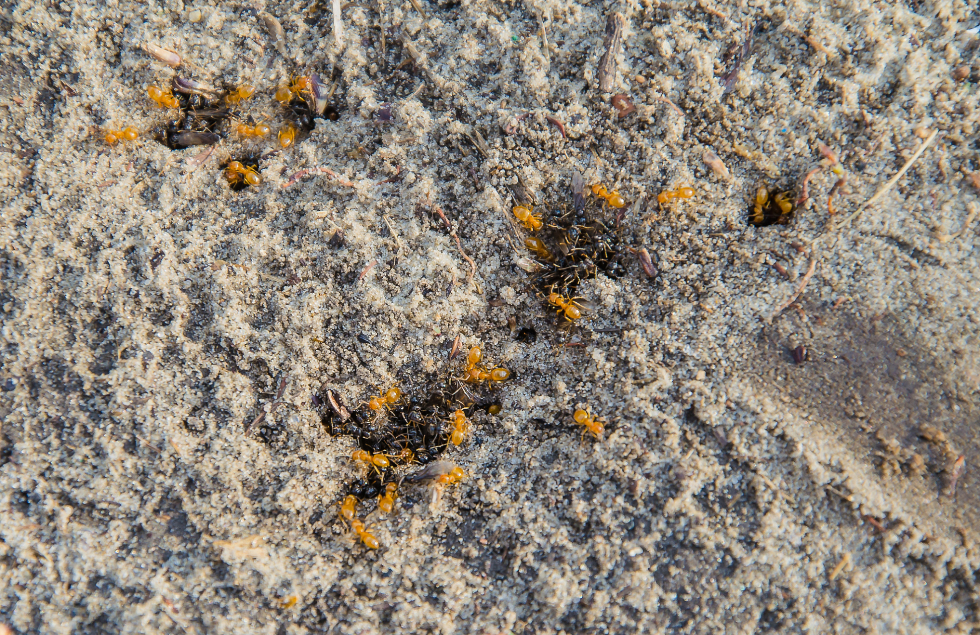 [原文:草地铺道蚁的具体养殖方法]