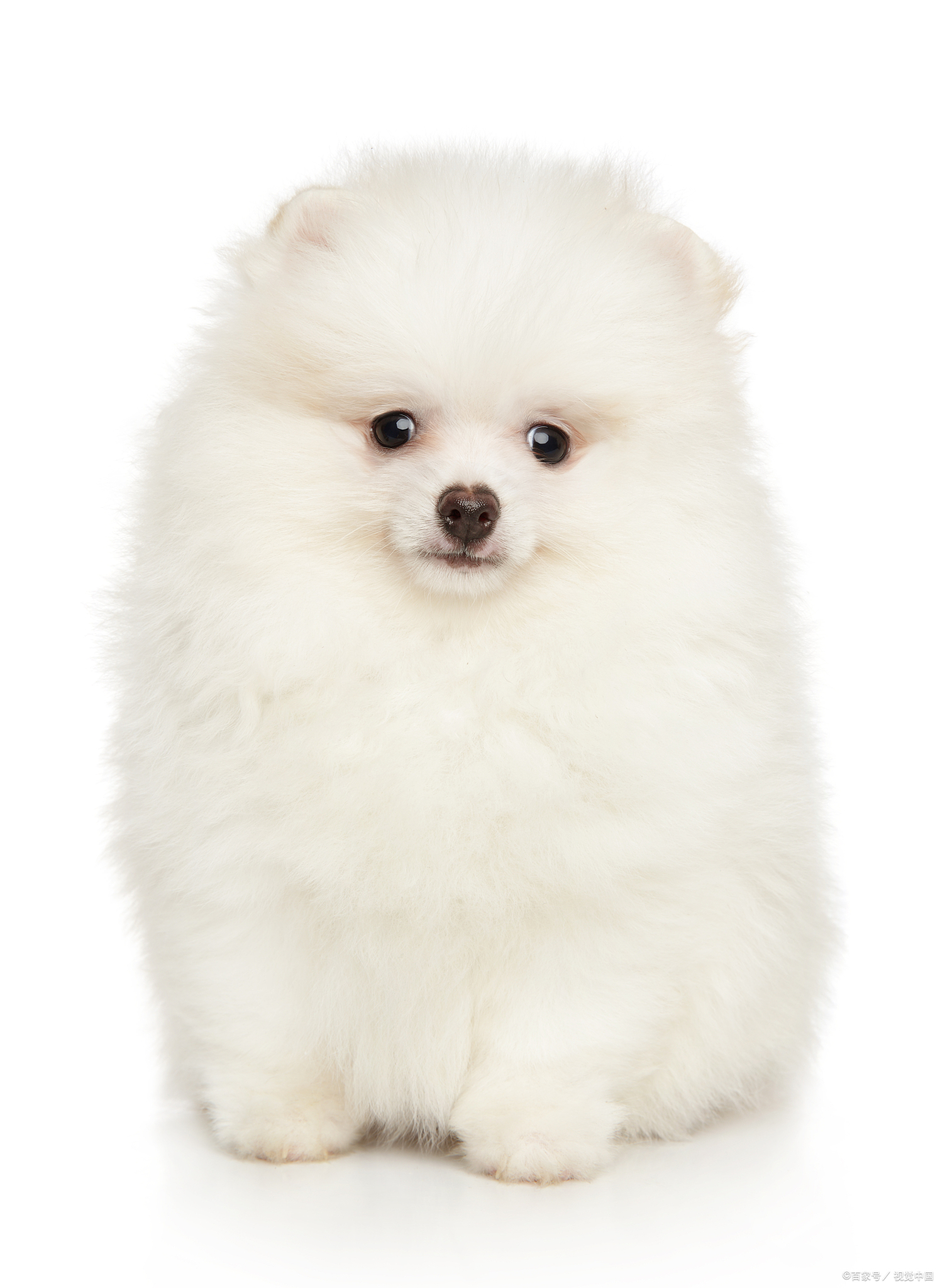 茶杯犬好不好养?寿命有多长