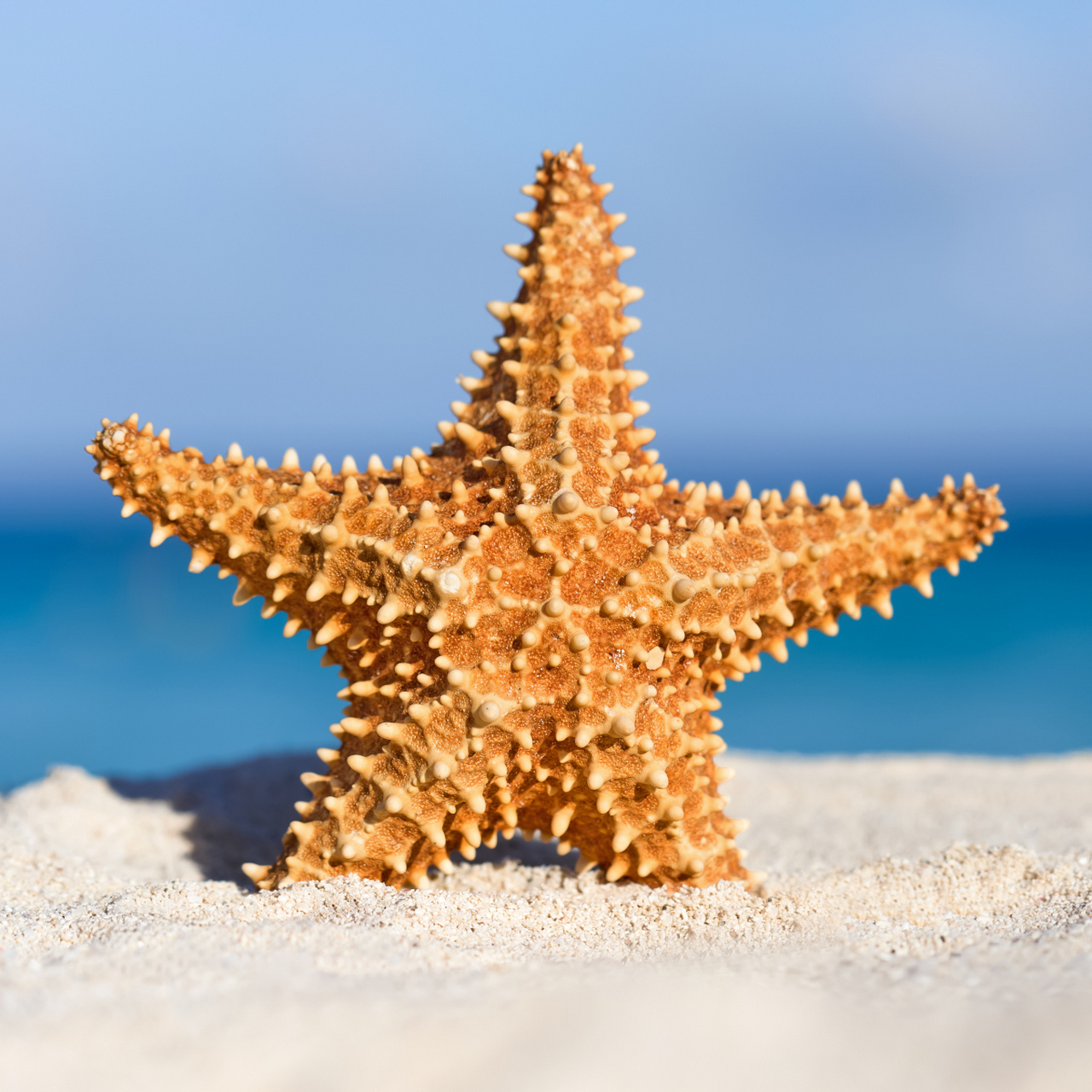 不同种类的海星有不同的养护要求,需了解具体种类的生态习性.