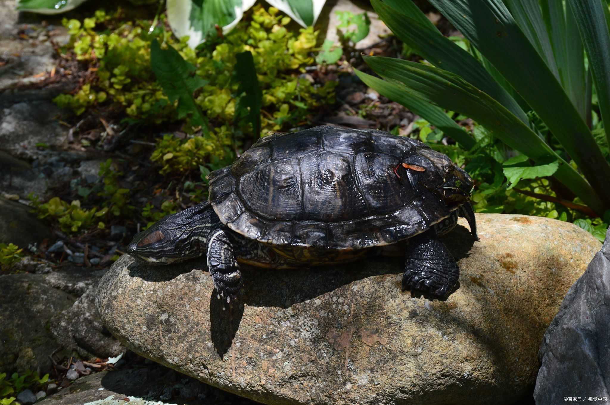 黑颈龟为什么会黄壳