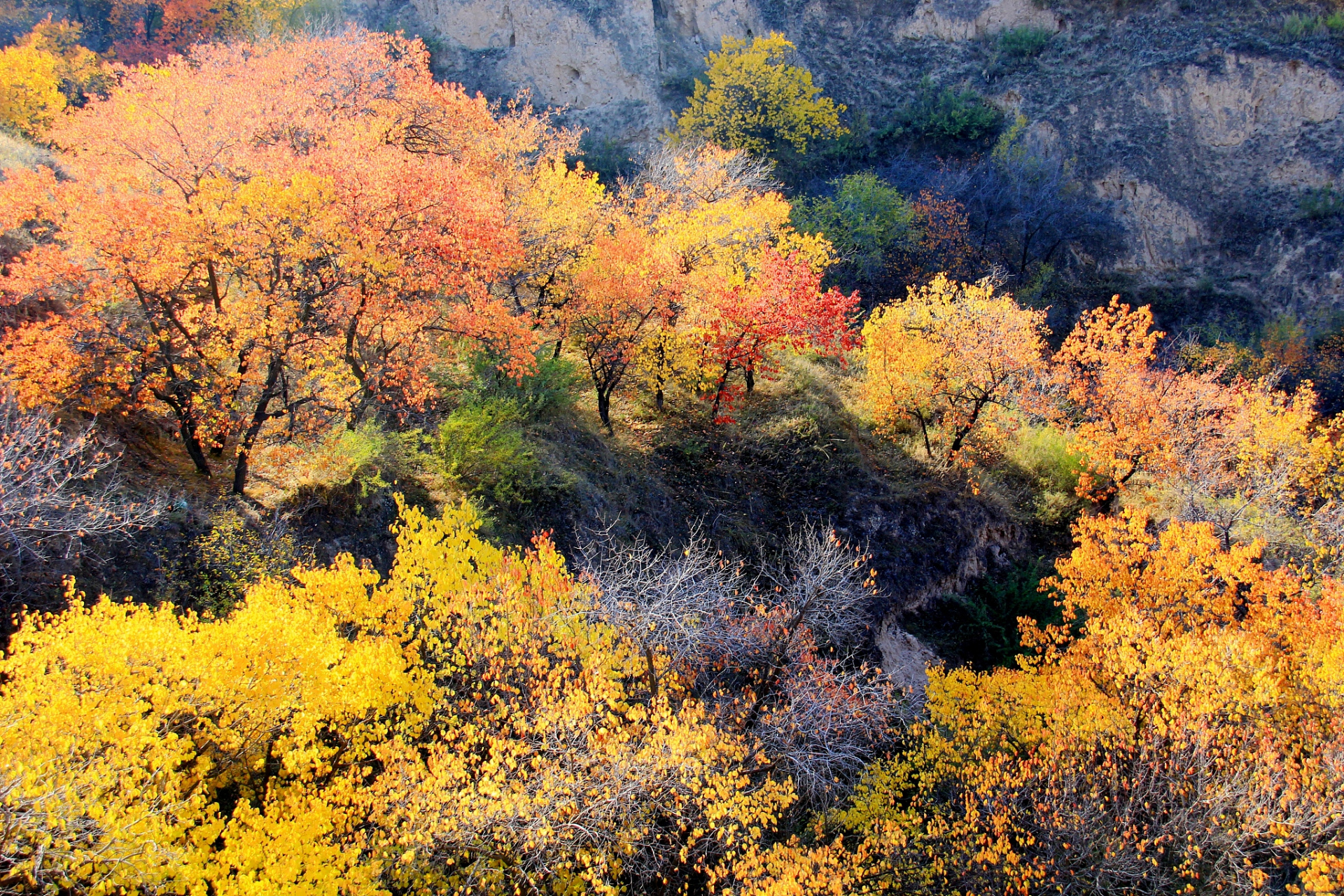 重庆秋天风景:金秋时节的山城之美 金秋时节,重庆这座山城展现出了它