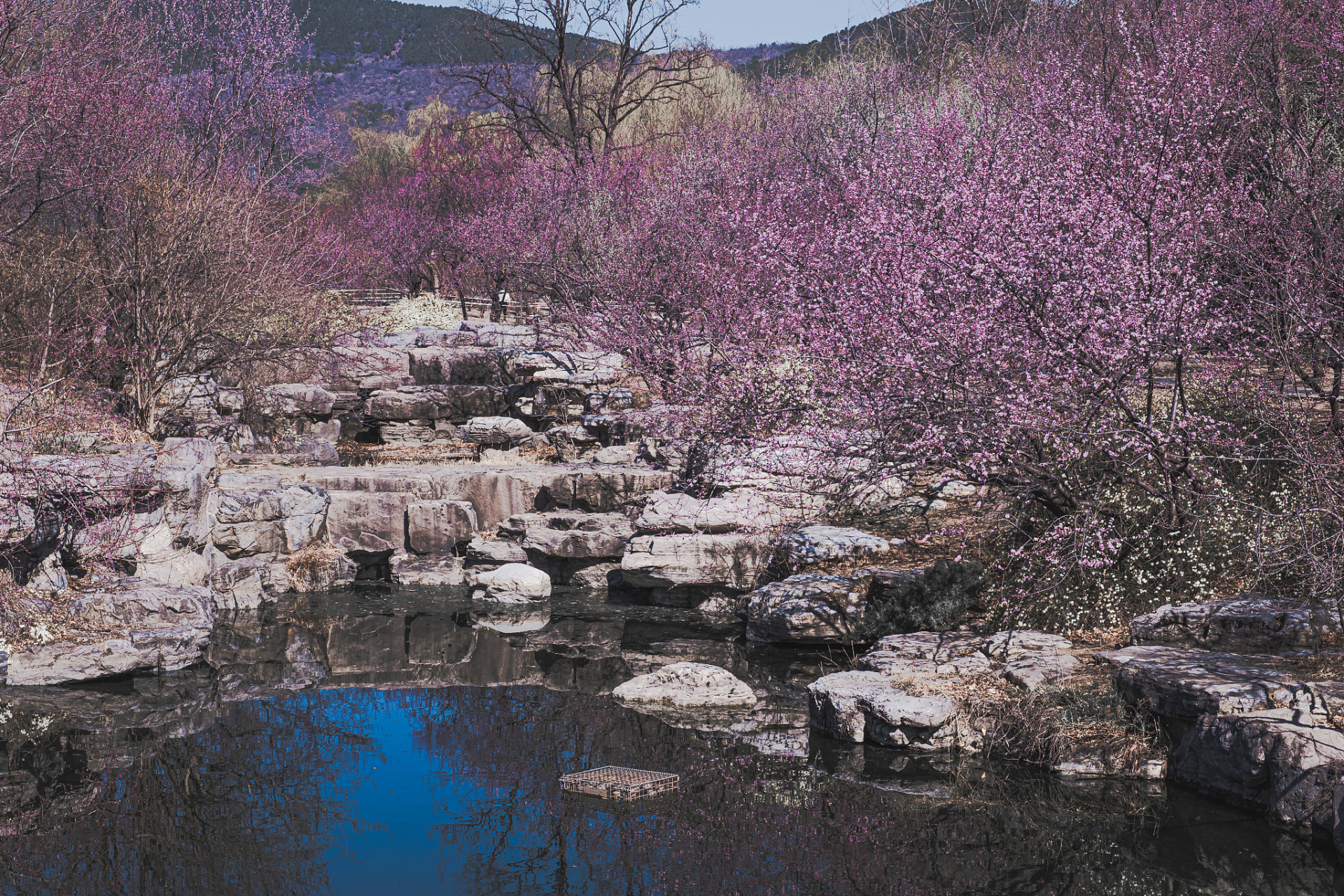 花山公园梅花谷图片