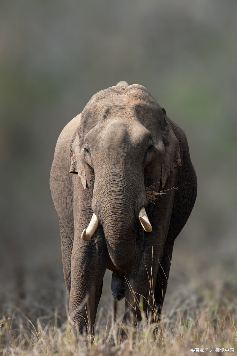 大象爱吃什么?大象是陆地上最大的动物.大象吃素