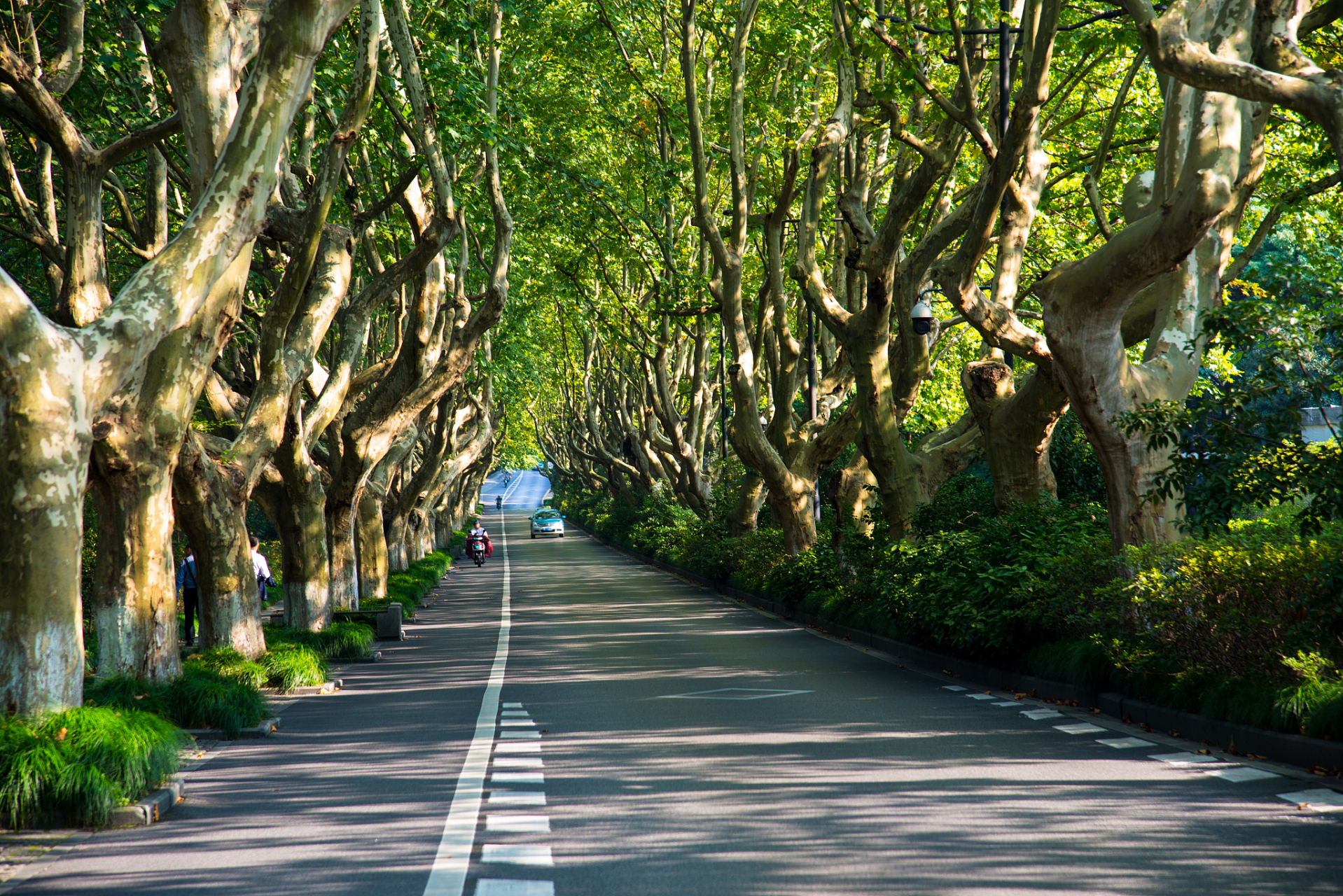 南京梧桐大道,江苏绿意的代表,位于南京市梧桐大道,景色迷人.