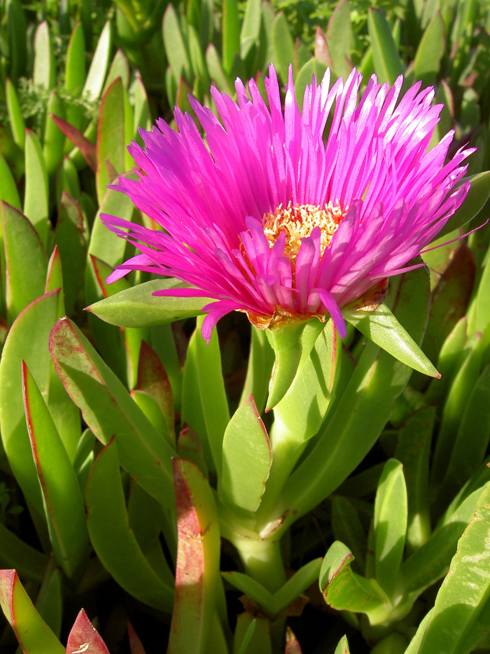 水塔花# 水塔花是一种极具观赏性的植物,它的名称寓意着吉祥,富购和
