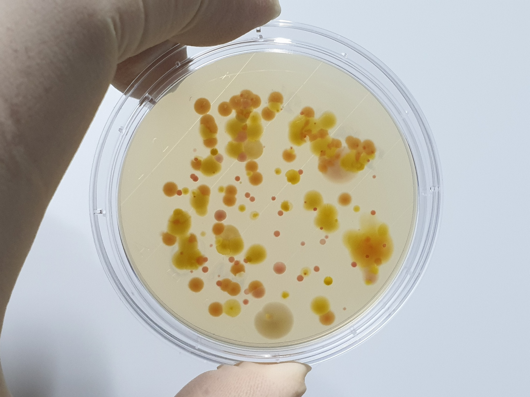 抑菌实验用于测定抗菌药物体外抑制细菌生长的效力,包括药物贮存液