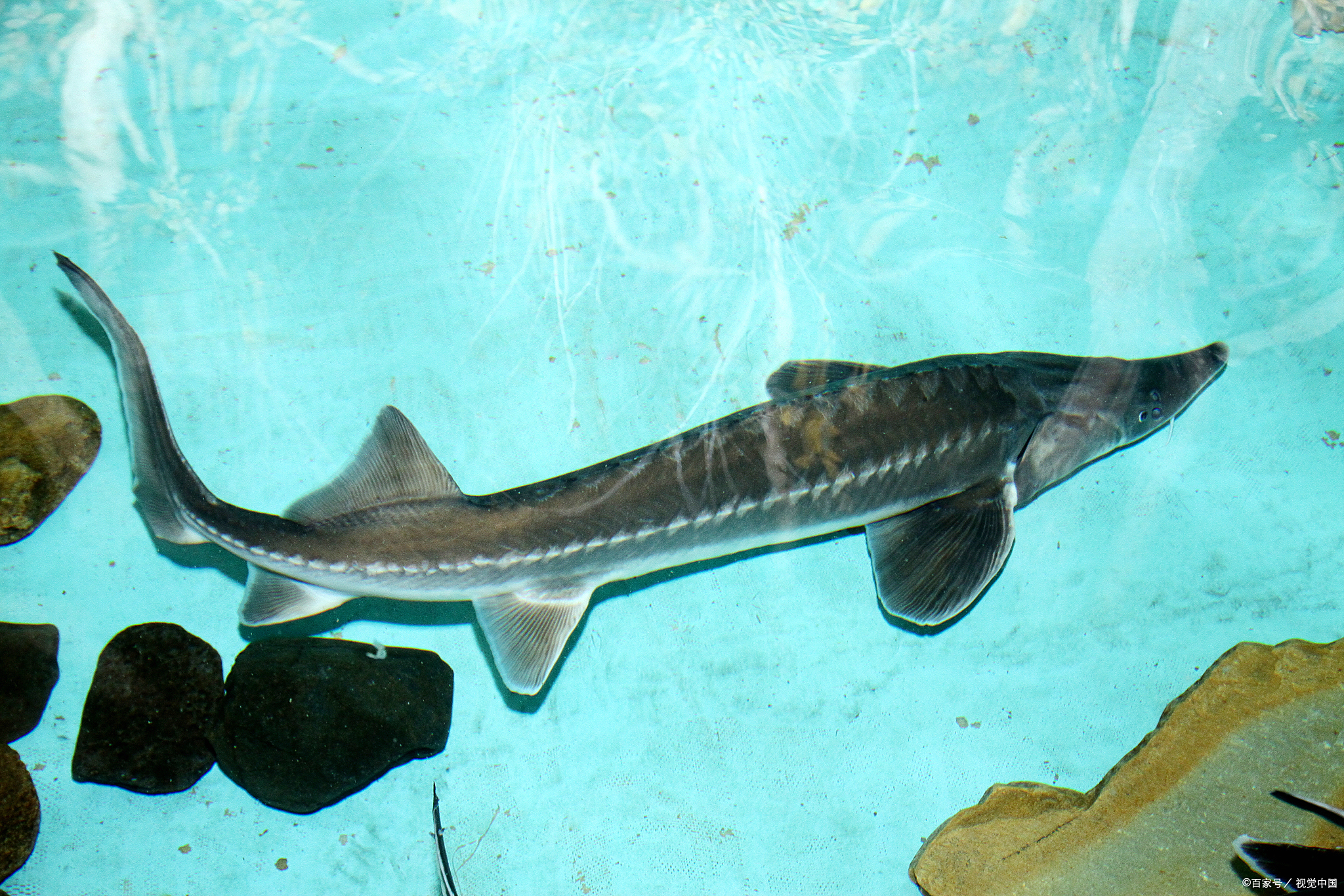 "比起云南有记录的629种淡水鱼类,我们只研究透了很小的一部分.