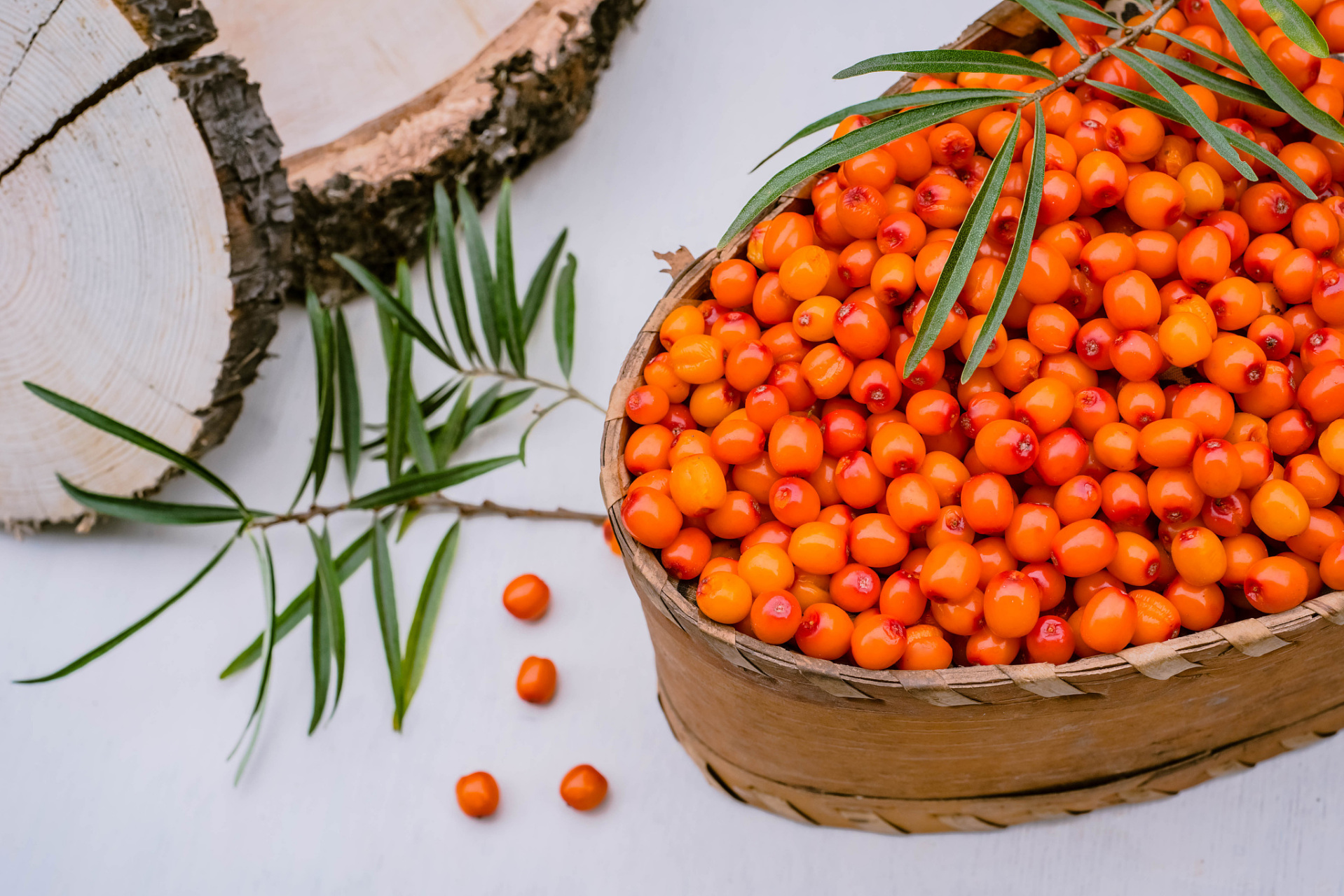 沙棘是什么(沙棘是什么样子图片)