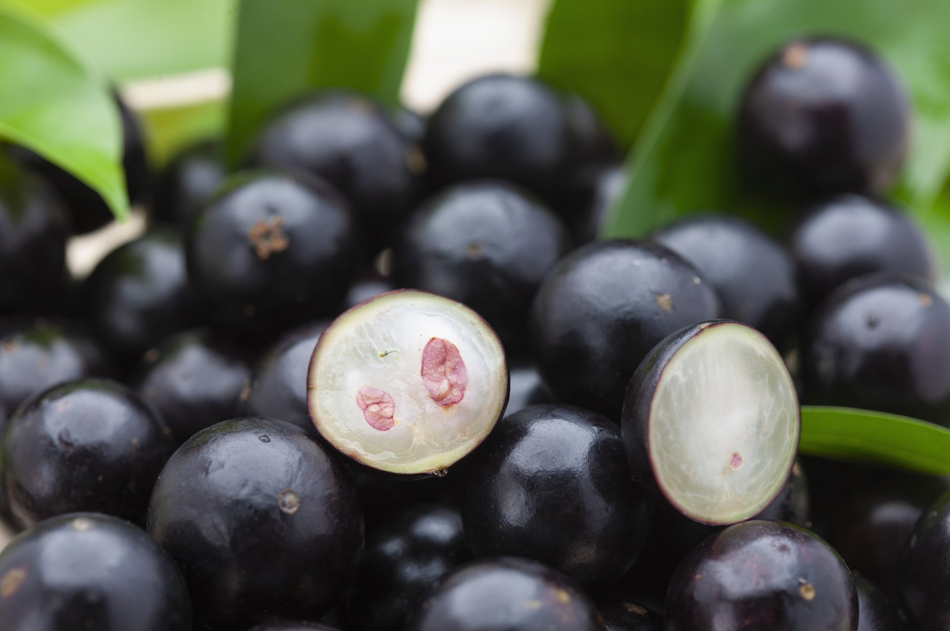 福建益达红合作社低价批发嘉宝果树苗,嘉宝果的种植需要技巧和耐心.