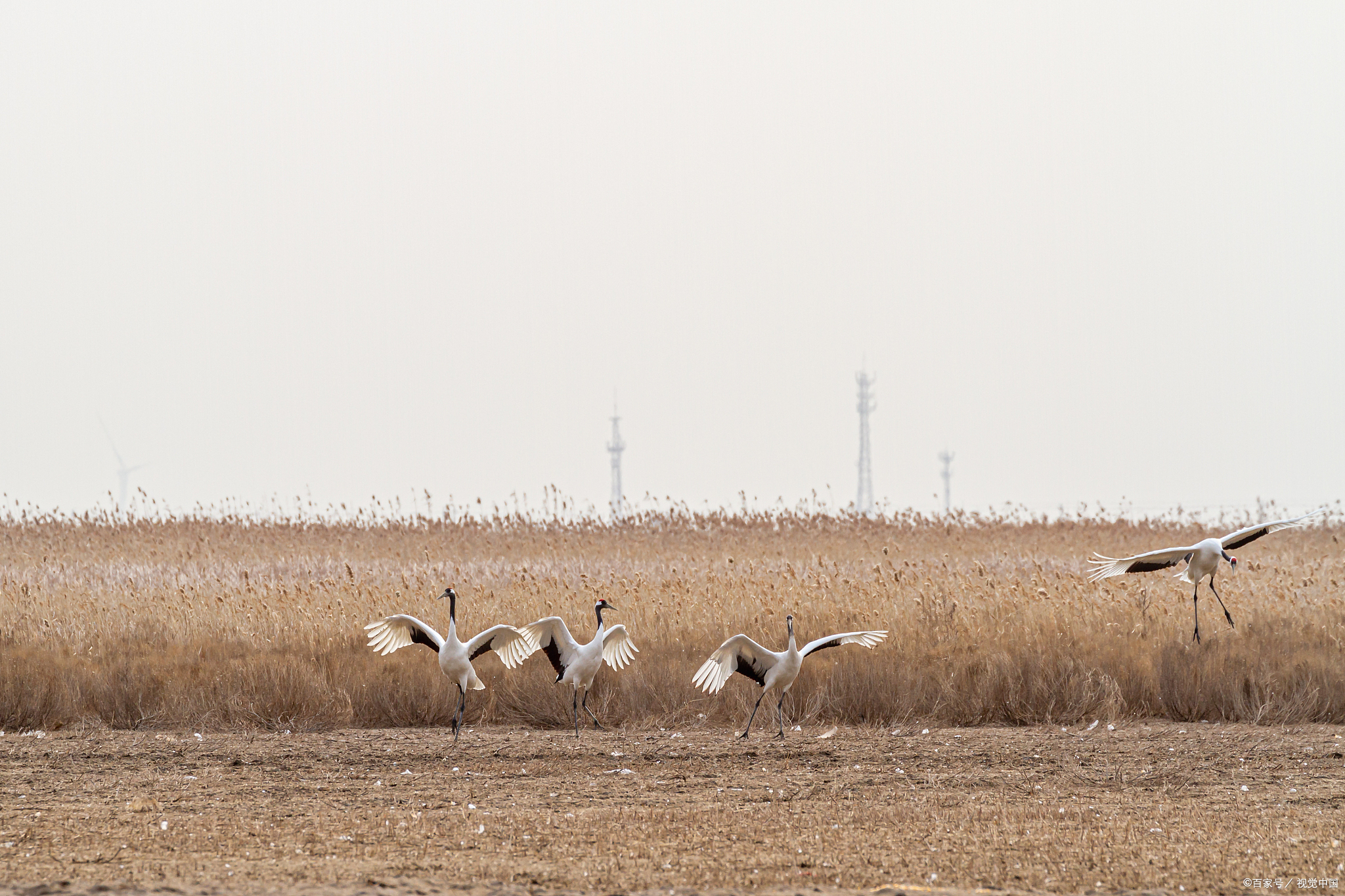 呼伦贝尔辉河湿地,丹顶鹤的美丽家园!
