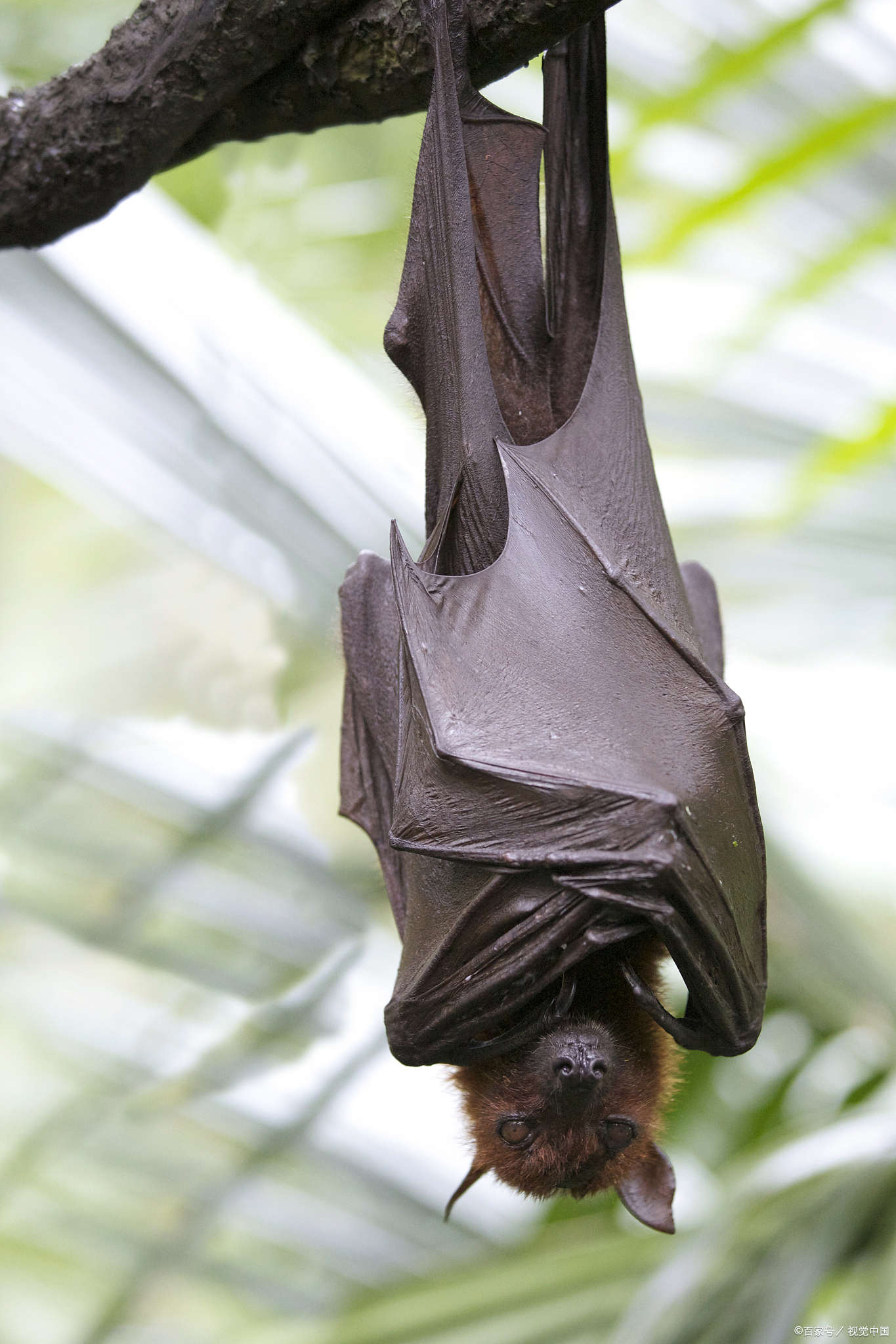 蝙蝠长什么样子图片蝙蝠的样子蝙蝠长什么样子蝙蝠的图片蝙蝠照片蝙蝠