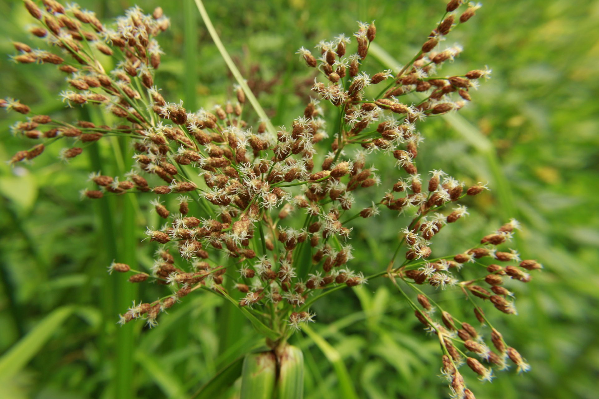 草坪里的香附子草是一种难以根除的野草,它生长迅速,繁殖能力强,给