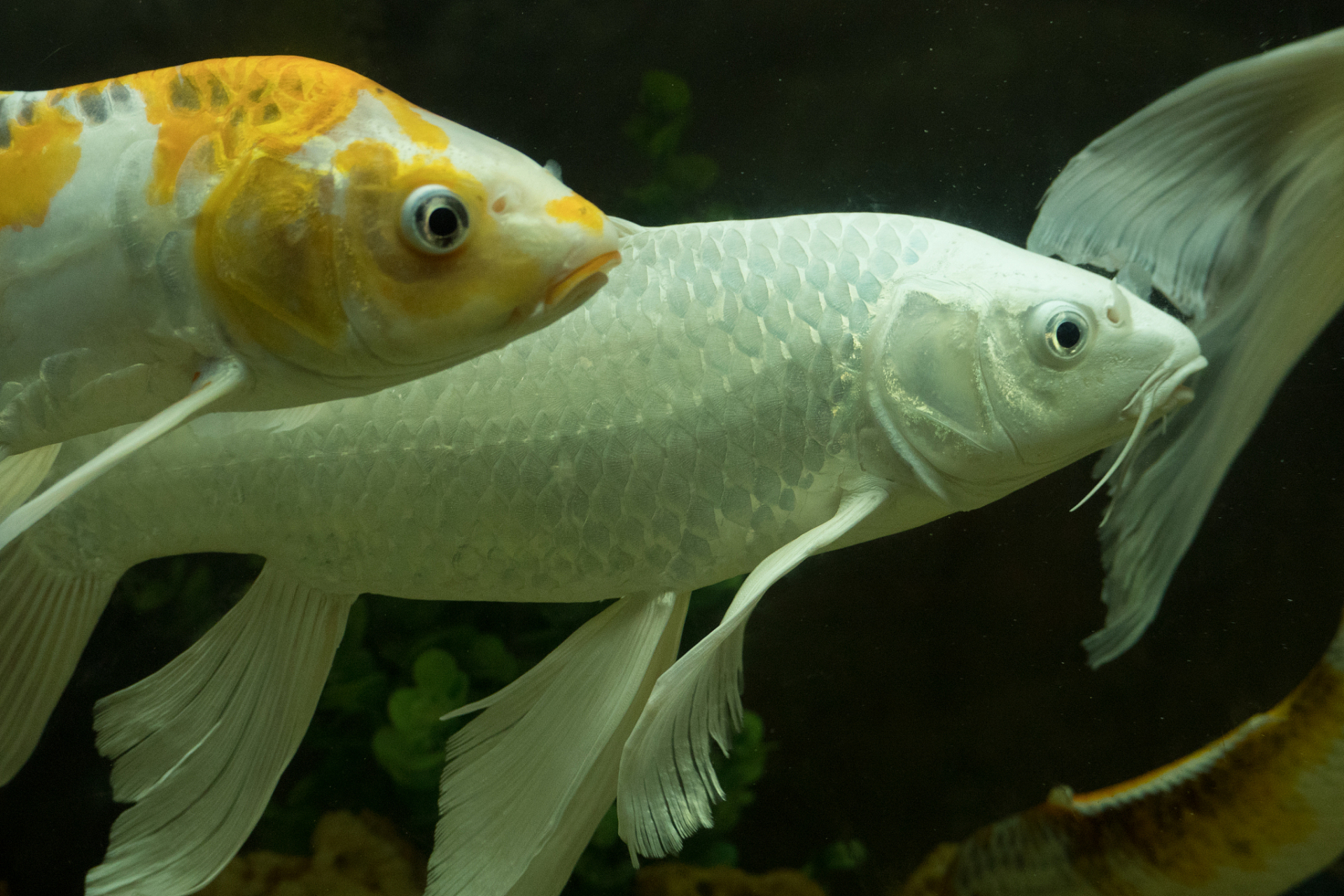 四大家鱼指的是鲤鱼,鲫鱼,草鱼和鳙鱼,被誉为中国传统养殖的"四大家鱼