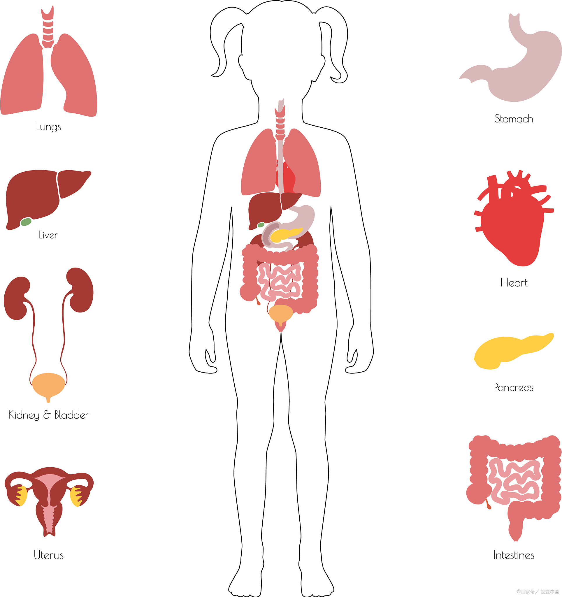 五脏即为我们人体的心 肝 脾 肺  肾 因病情和个体差异不同,表现的