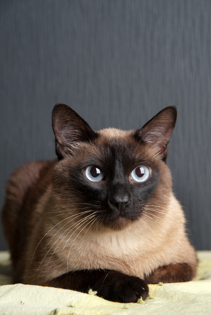 暹罗猫以其独特的外观和亲人的性格而闻名.