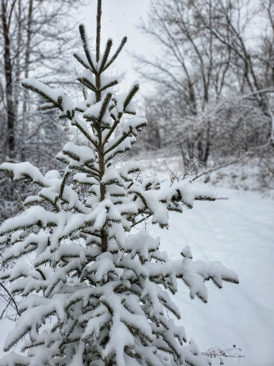 黄山竖琴松,冰清玉洁,仪态万方,任是无情也动人.