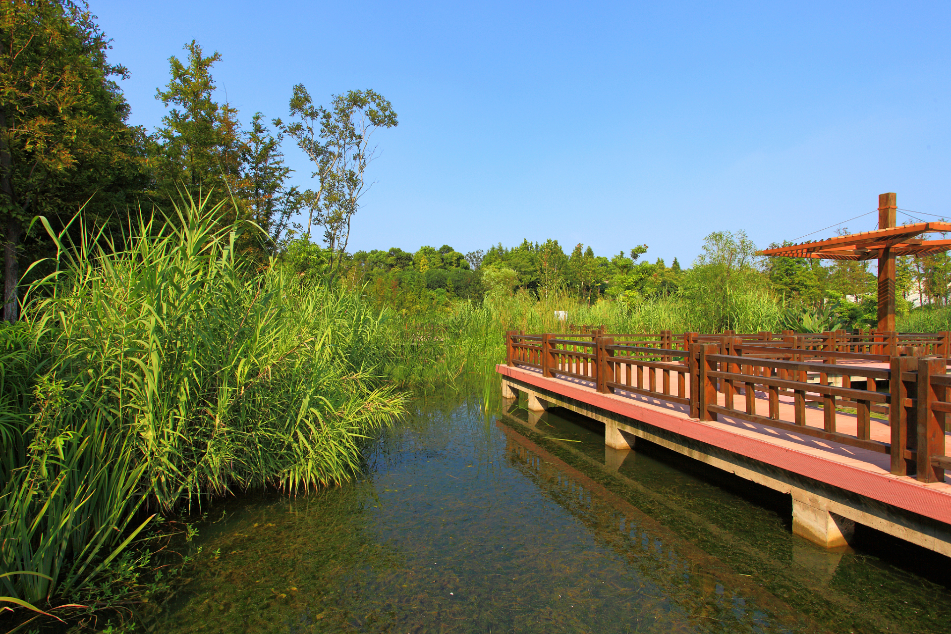 赏杜鹃花,游滨江森林公园 五一小长假,不妨到上海滨江森林公园赏杜鹃