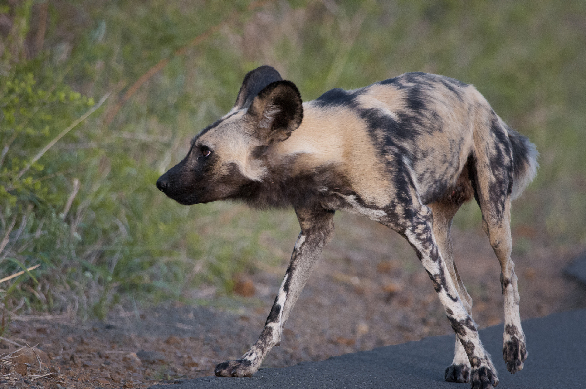 非洲野狗捕食成功率最高,狩猎时边捕边食.