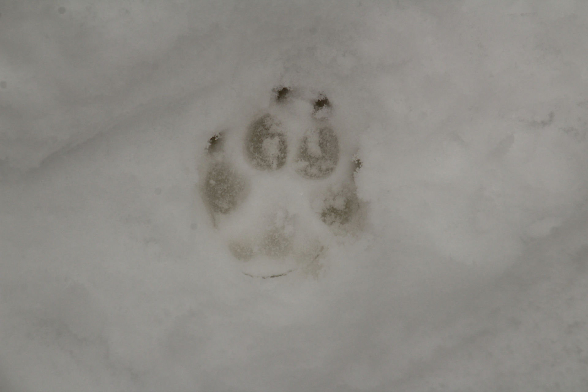 我50岁了,戒烟有几个月了,戒烟后咳痰变灰是正常的,所以我也没在意.