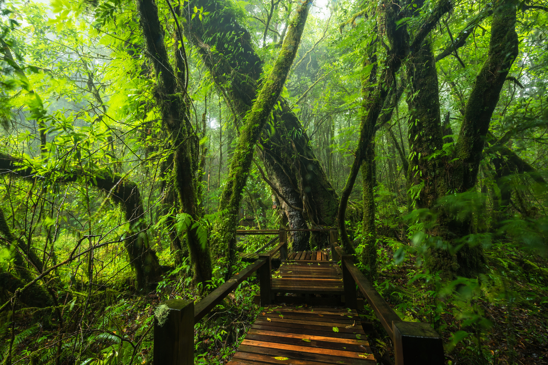 阿里山由地跨南投,嘉义二县的大武峦山,尖山,祝山,塔山等18座大山