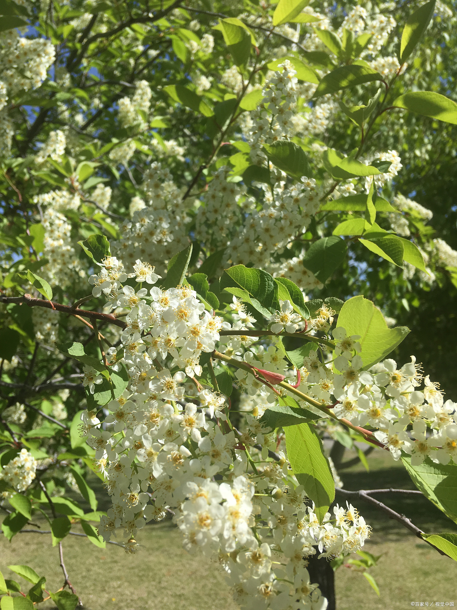 文冠果花:绽放着聪慧与美丽的花语