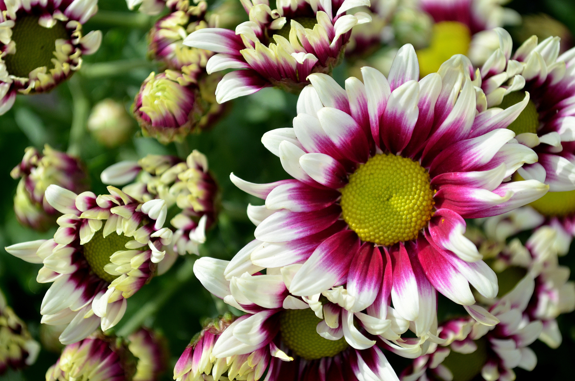 别急,我来告诉你!  首先,小丽花的花语是"优雅,高洁".