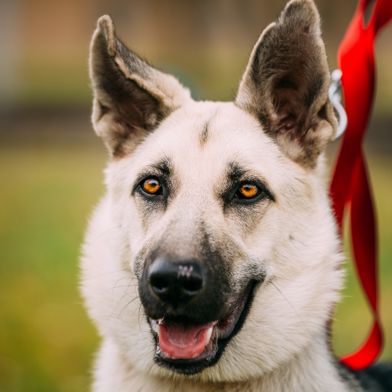 狗狗的忠心,可不是随便说说的!