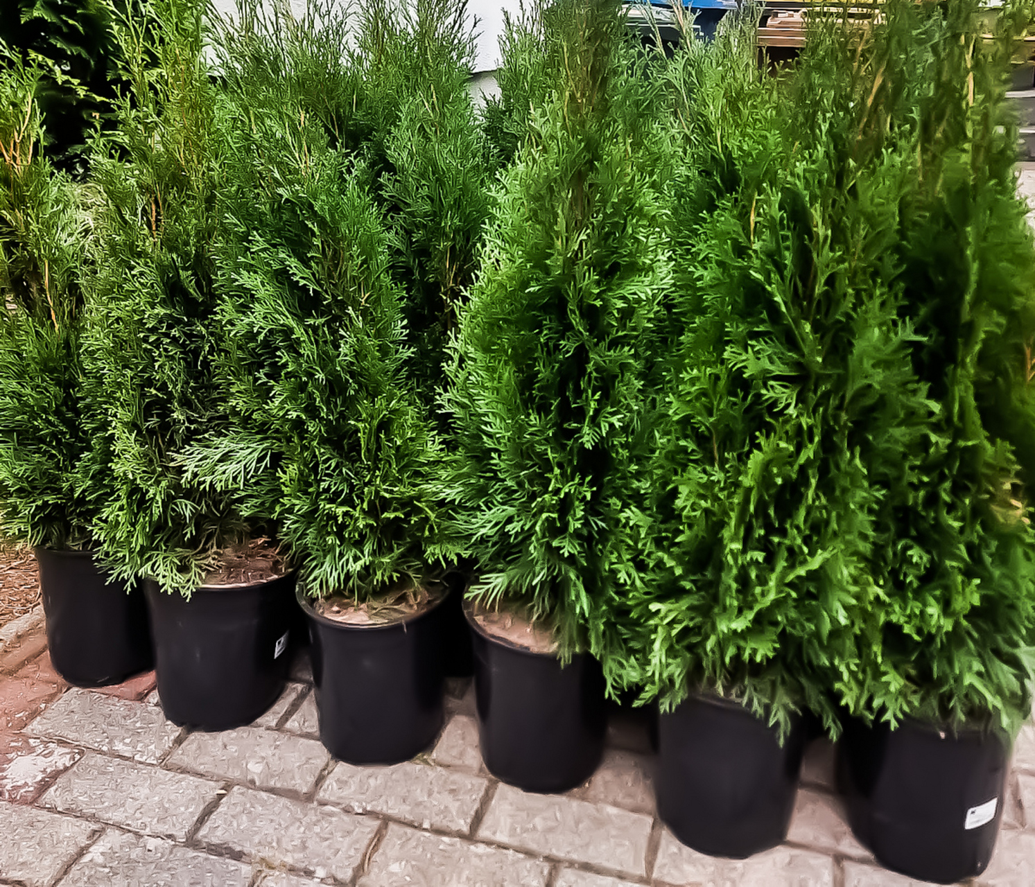 龙柏盆景图片(龙柏盆景造型技巧图解)