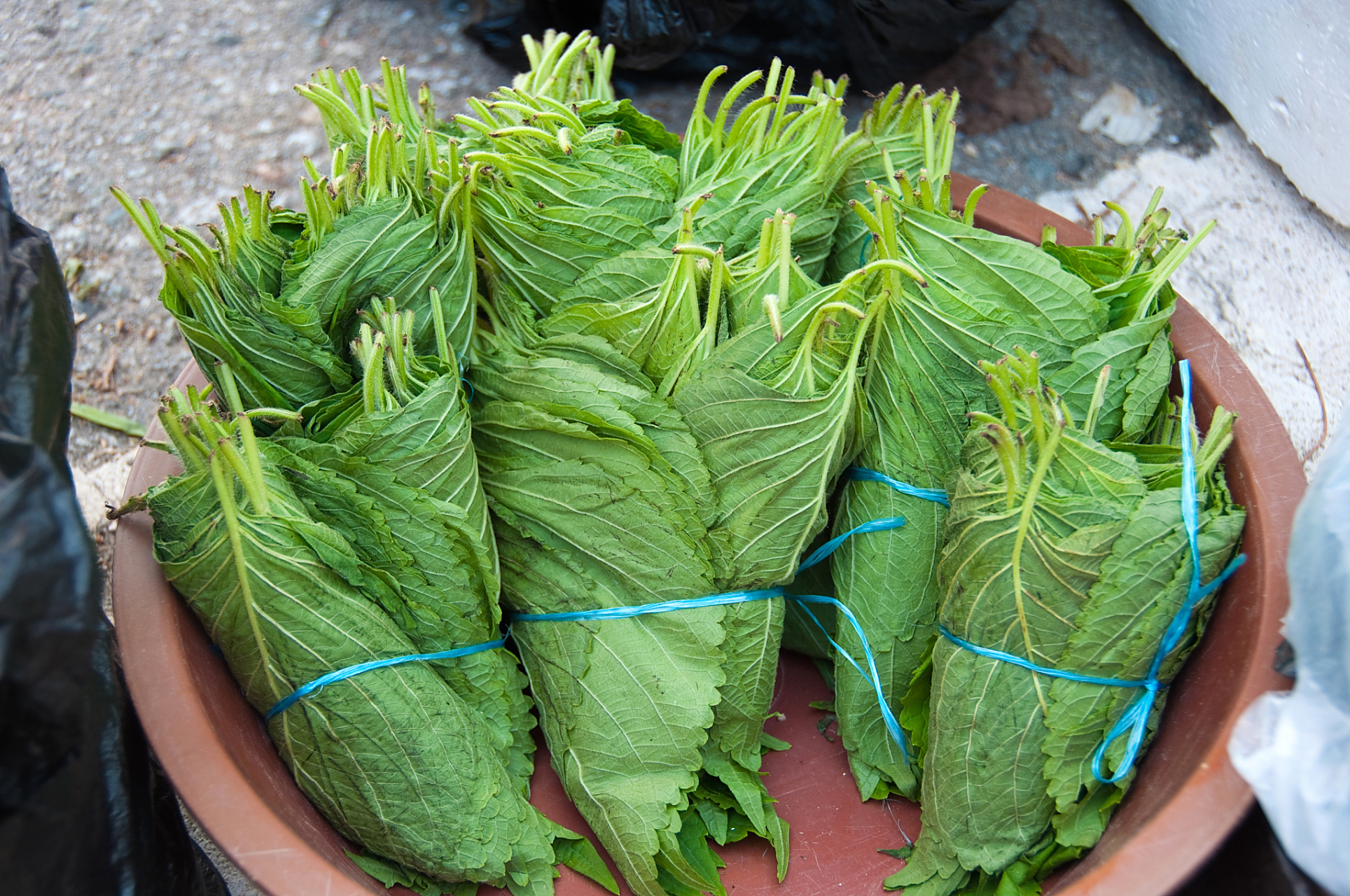 知识创作挑战赛# 恩平簕菜是广东的特产年货之一,恩平人通过自己的