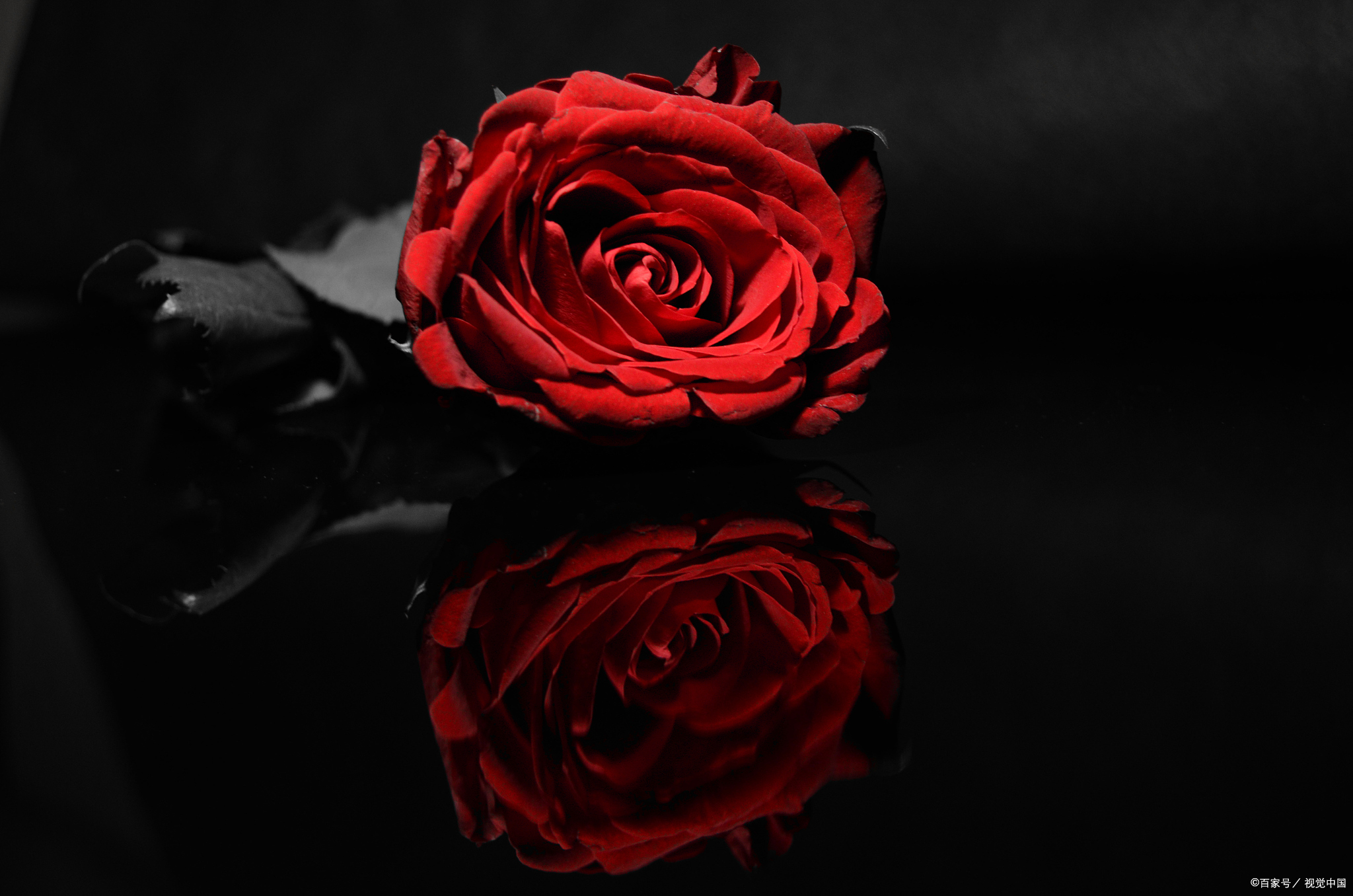 玫瑰花种植的最佳时间和方法 玫瑰花是一种美丽而受欢迎的花卉,种植