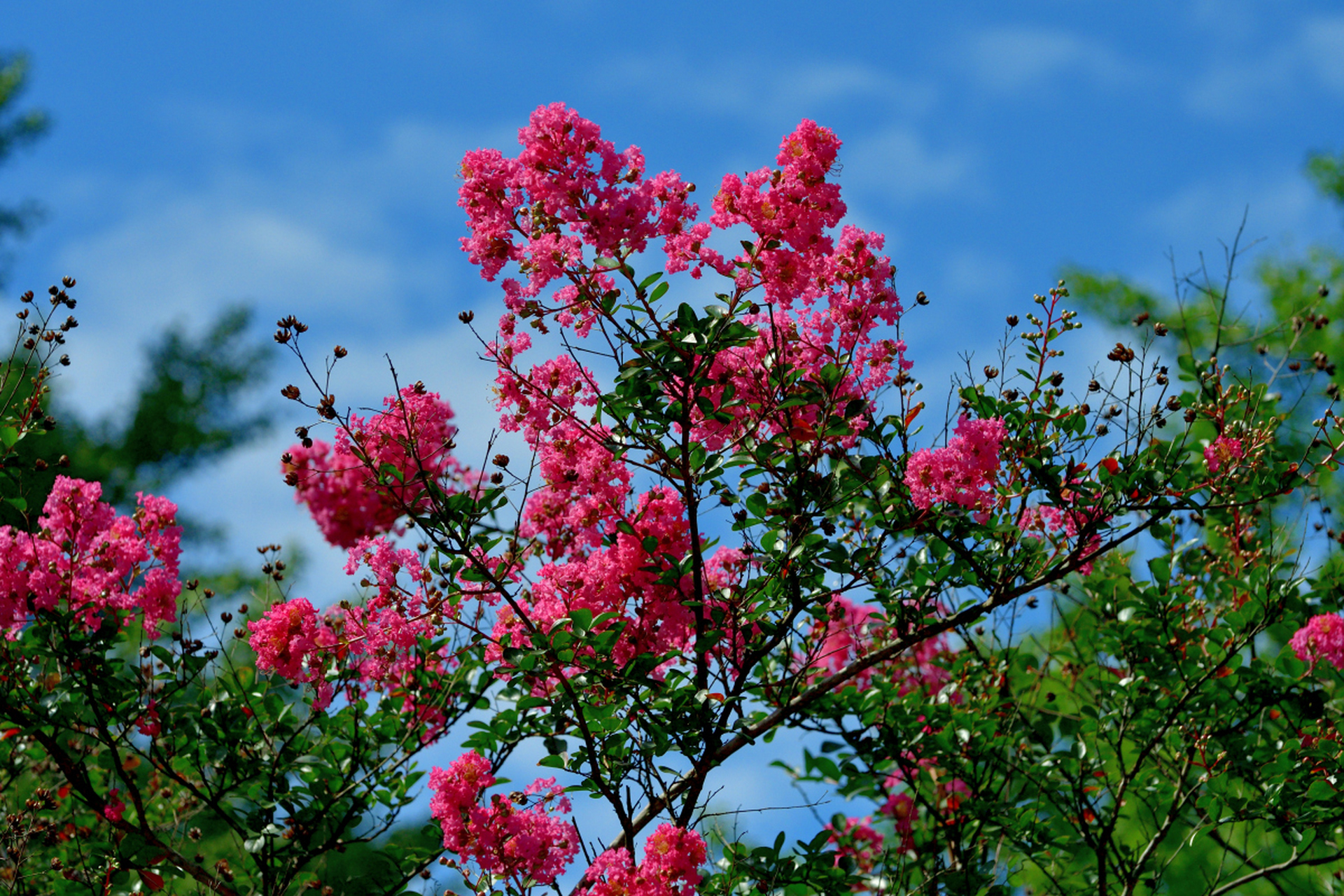 西江月  中华  新韵 塞北冰天雪地,岭南绿树红花. 江城黄鹤舞云霞,处